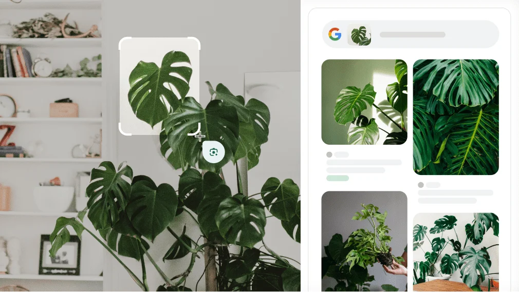 Google Lens bruges til at identificere en fingerfilodendron.